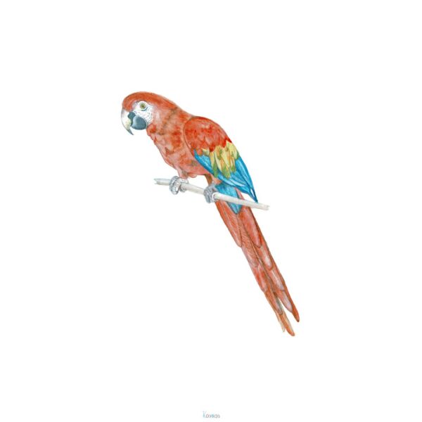 plakat akwarelowy papuga ara złotoskrzydła Kosmosillu edukacja kosmiczna