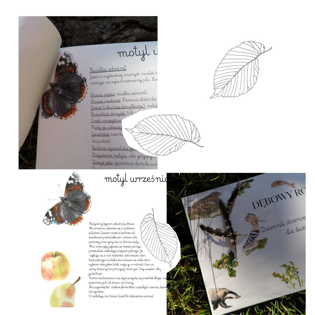 DZIENNIK OBSERWACJI PRZYRODNICZYCH Dębowy rok- wrzesień - obrazek 2