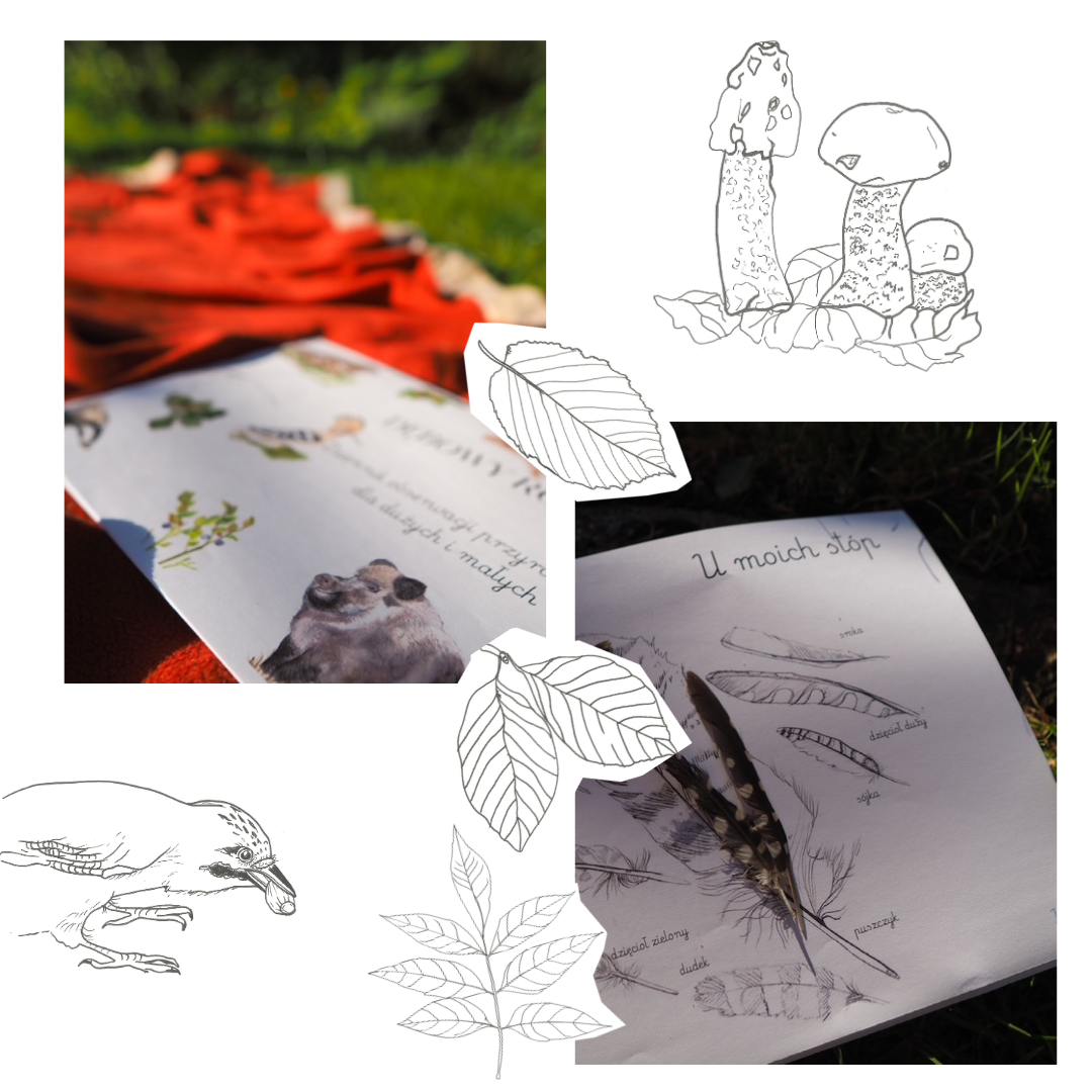 DZIENNIK OBSERWACJI PRZYRODNICZYCH Dębowy rok- wrzesień